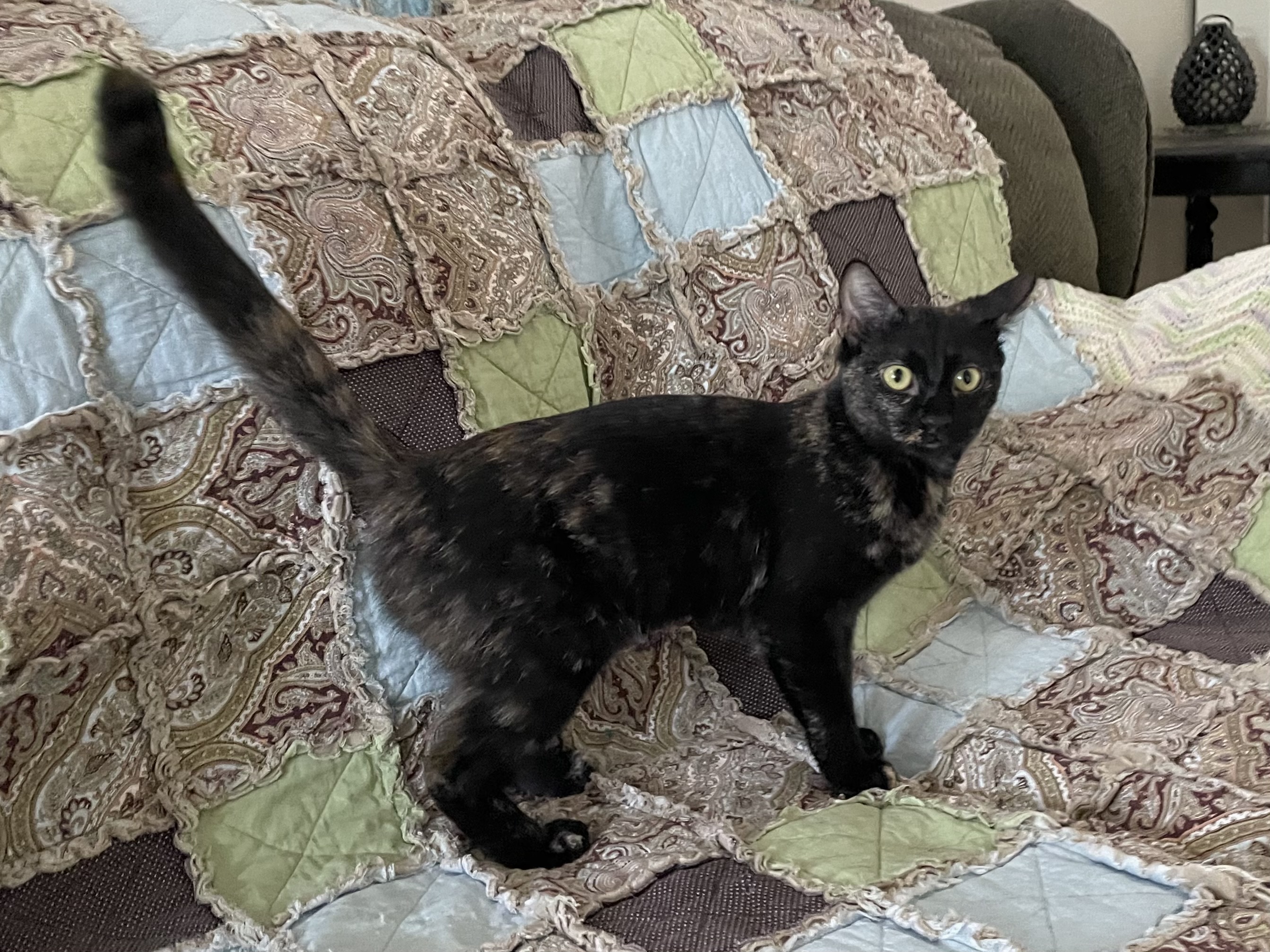 Enlarge Little Zara, a Adoptable Domestic Short Hair in Mokena, IL image 2/2