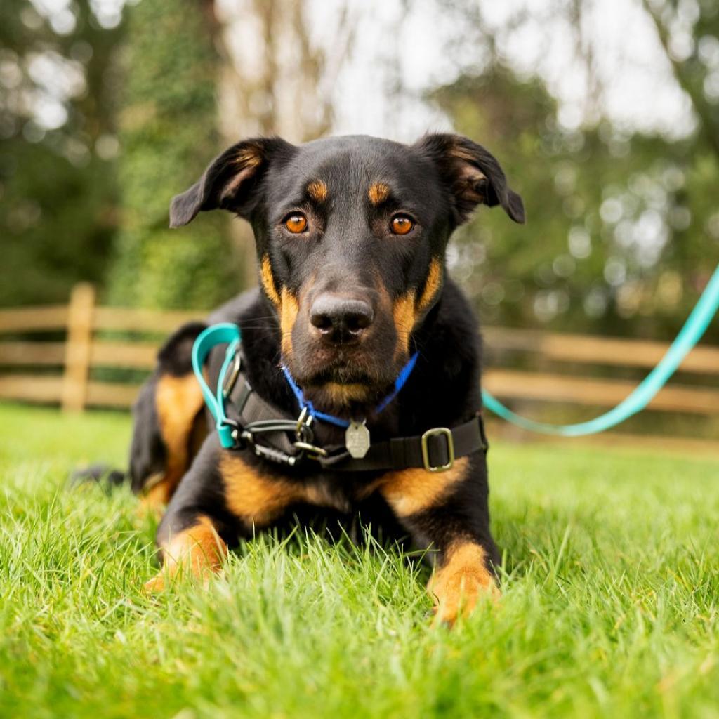 Koa, Adoptable, Adult Male Labrador Retriever & Shepherd.