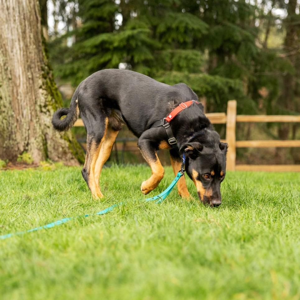 Enlarge Koa, a Adoptable mixed breed in Woodinville, WA image 2/6