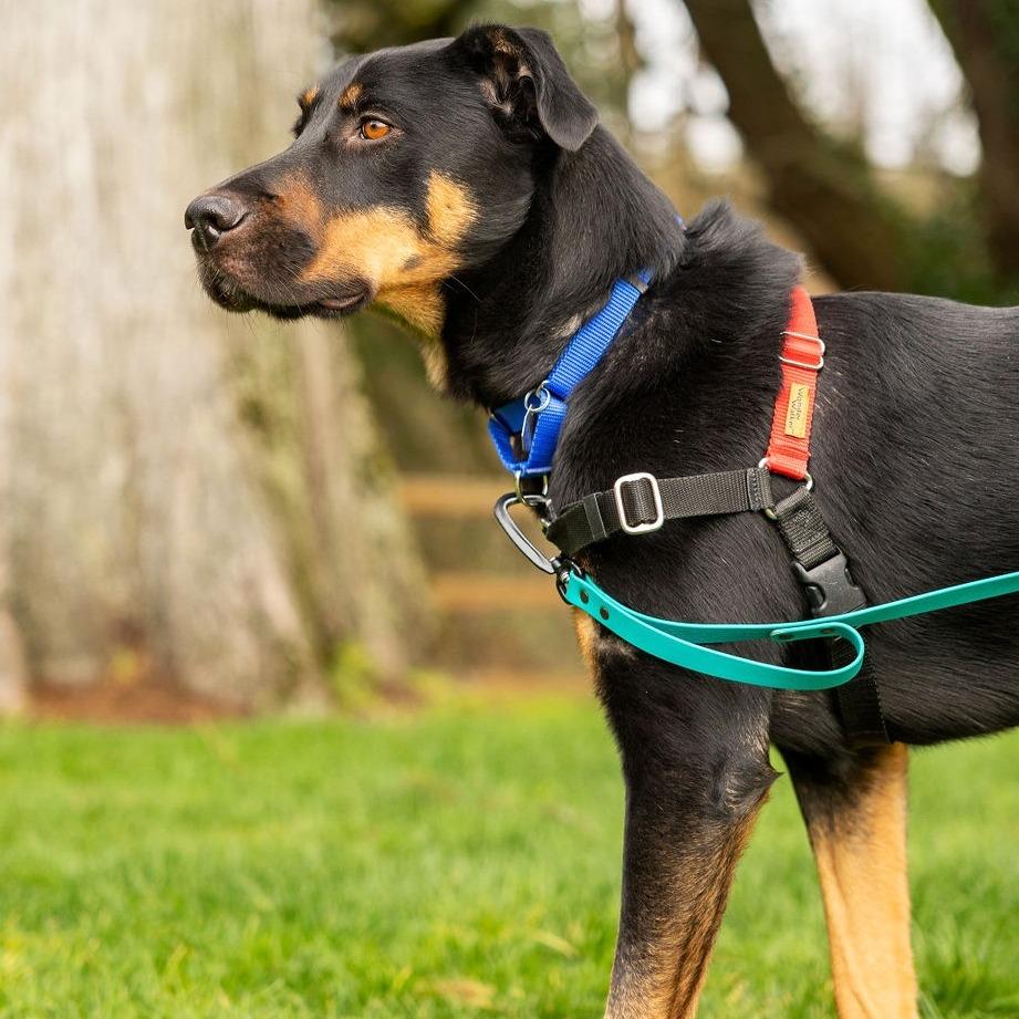 Enlarge Koa, a Adoptable mixed breed in Woodinville, WA image 3/6
