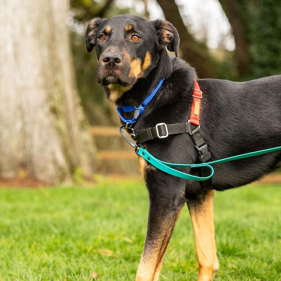 Enlarge Koa, a Adoptable mixed breed in Woodinville, WA image 4/6