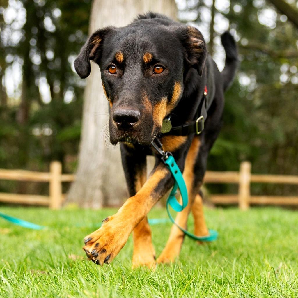 Enlarge Koa, a Adoptable mixed breed in Woodinville, WA image 5/6