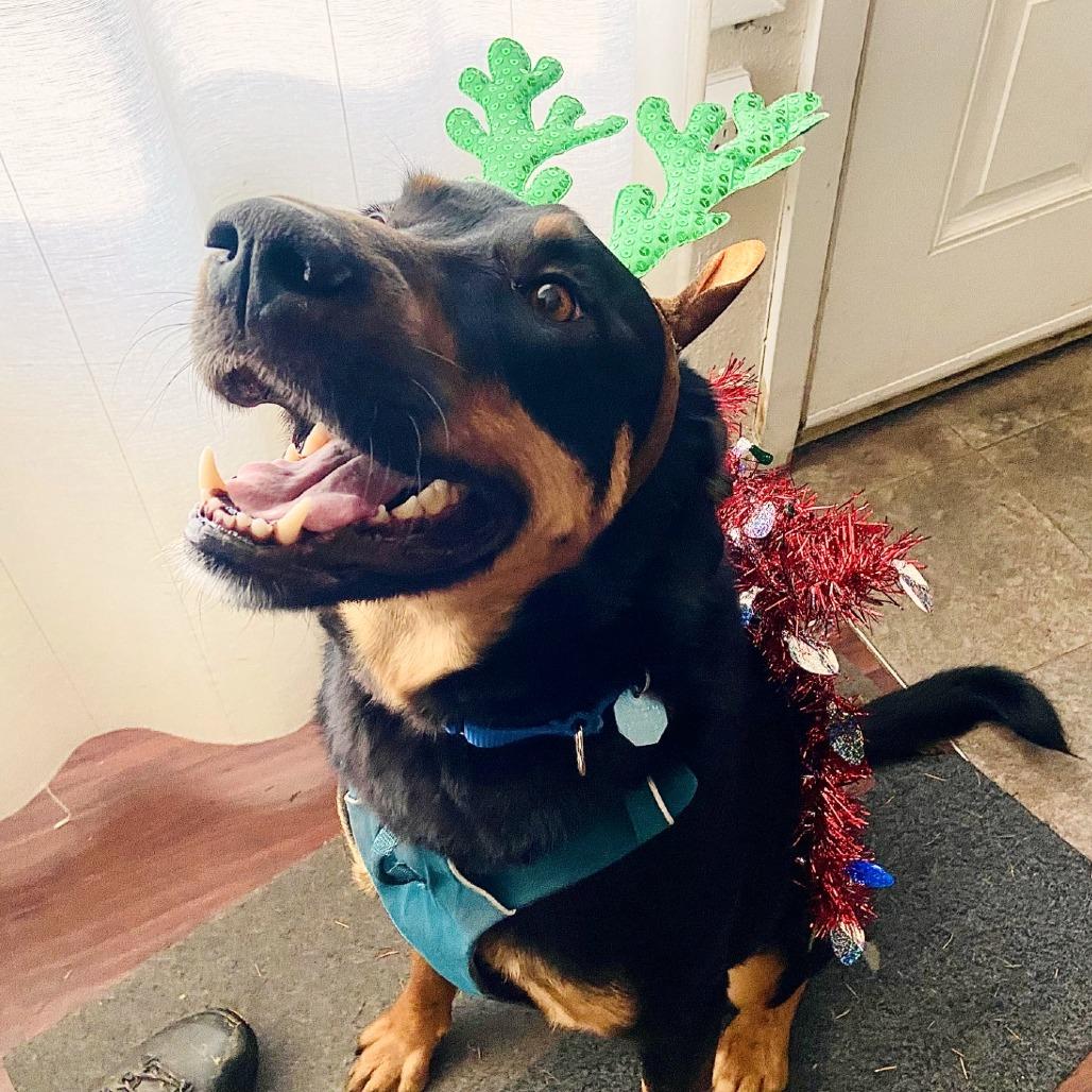 Enlarge Koa, a Adoptable mixed breed in Woodinville, WA image 6/6