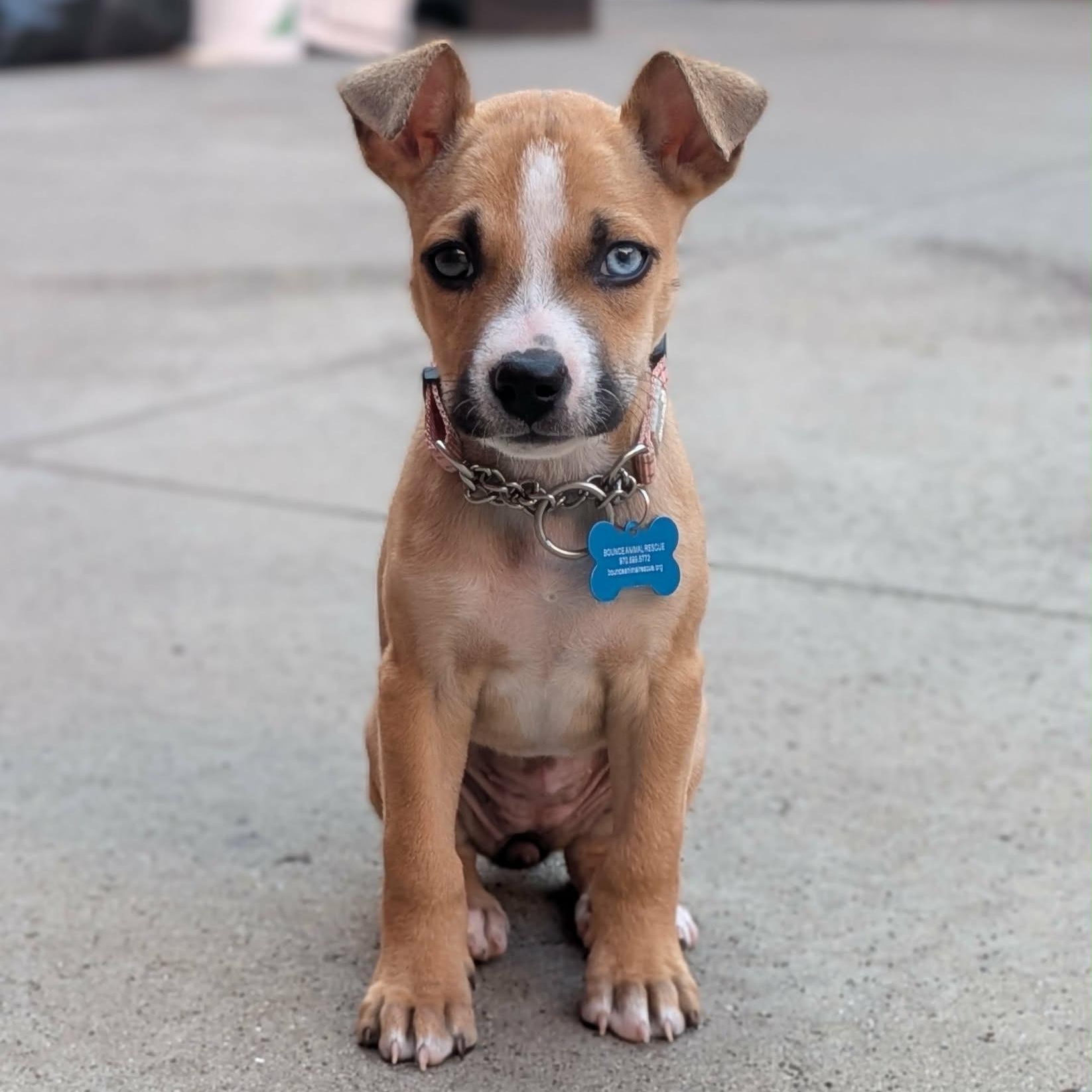 Camilla, a ADOPTABLE mixed breed in Fort Collins, CO image 1/6