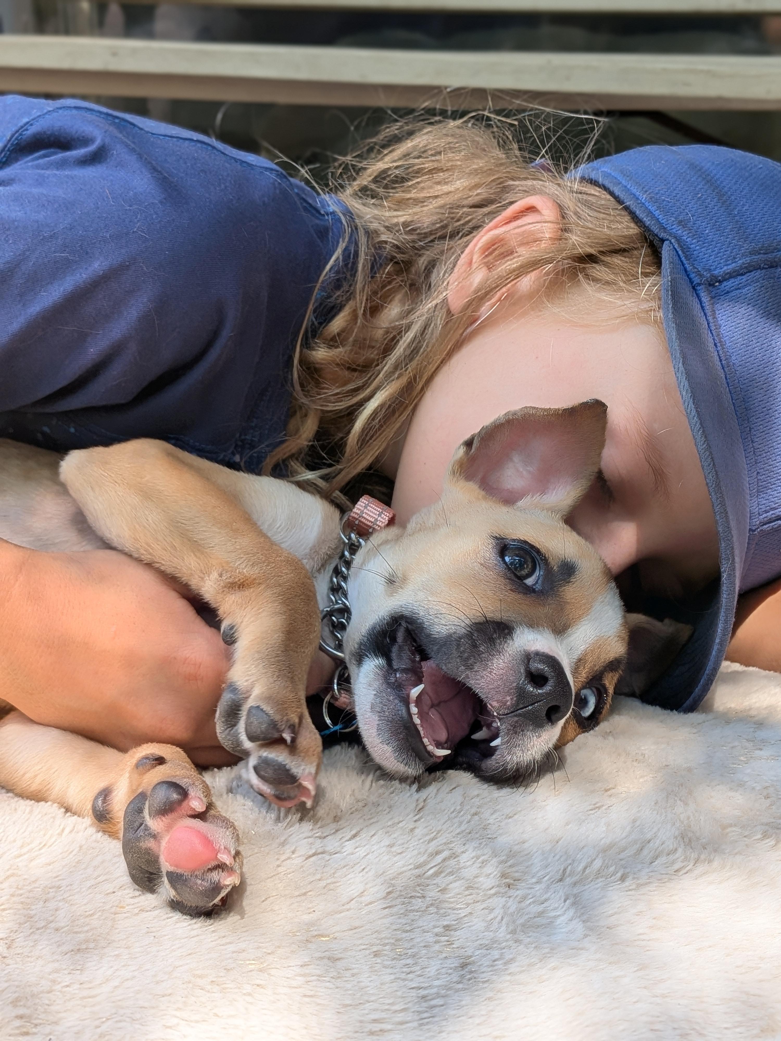 Camilla, a ADOPTABLE mixed breed in Fort Collins, CO image 3/6