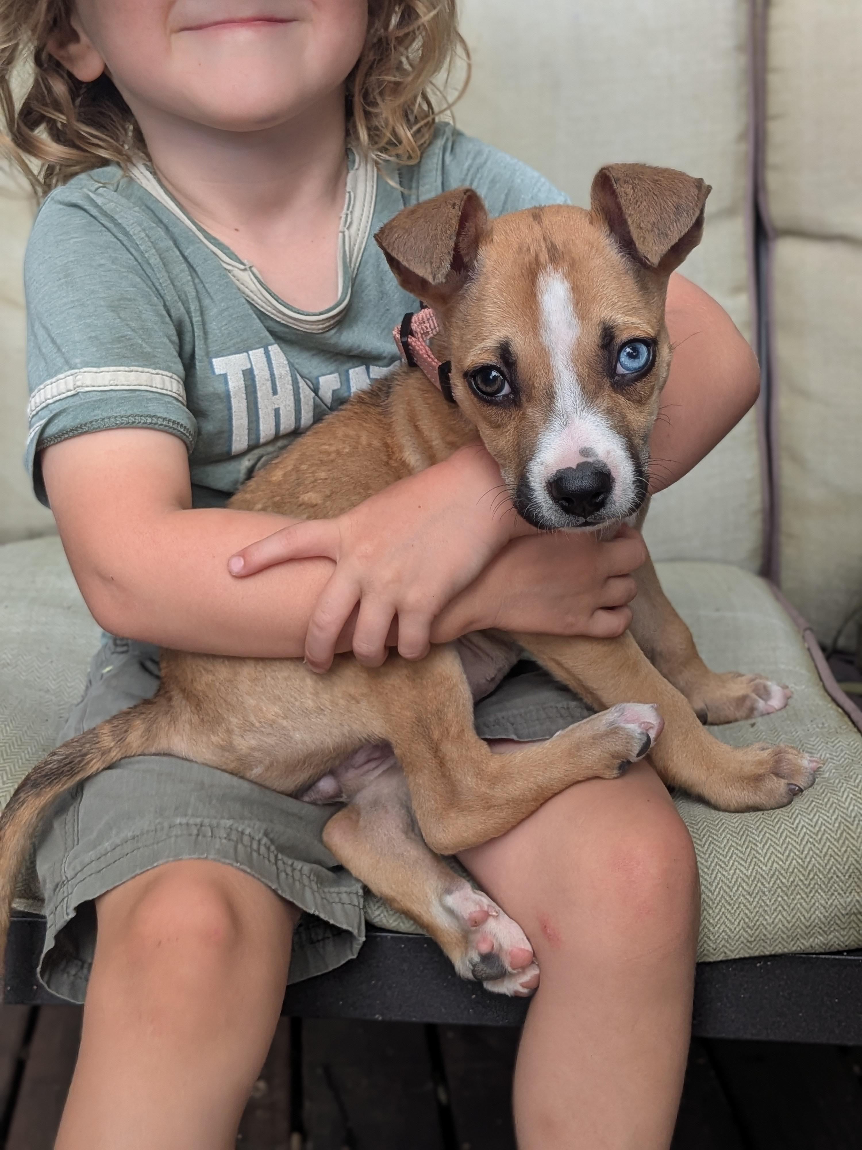 Camilla, a ADOPTABLE mixed breed in Fort Collins, CO image 4/6