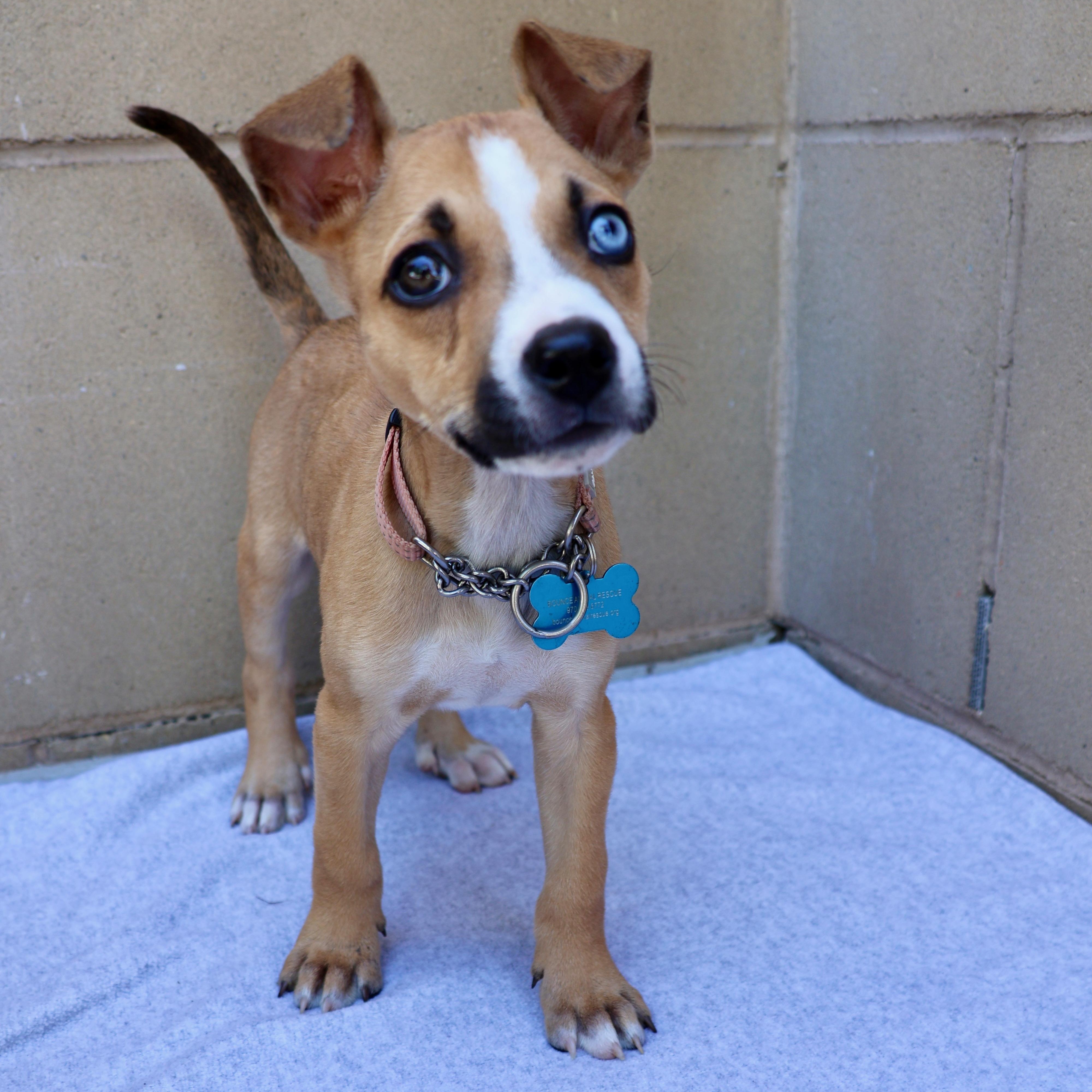 Camilla, a ADOPTABLE mixed breed in Fort Collins, CO image 2/6