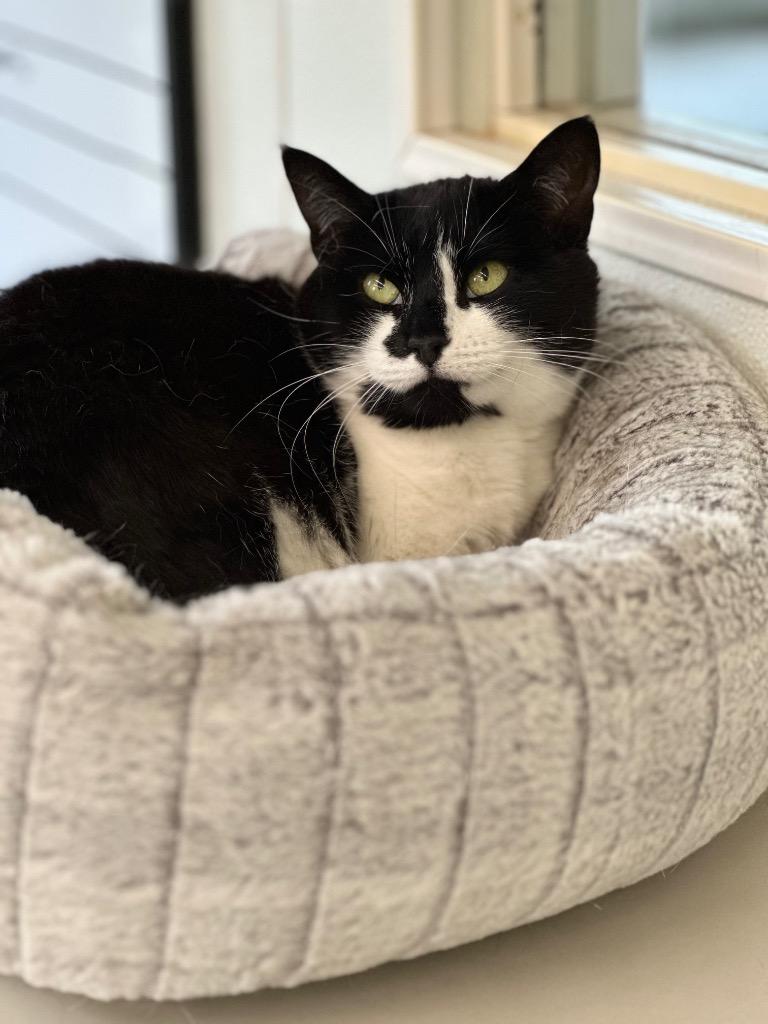 Enlarge Regina, a Adoptable mixed breed in Cumberland, ME image 1/5