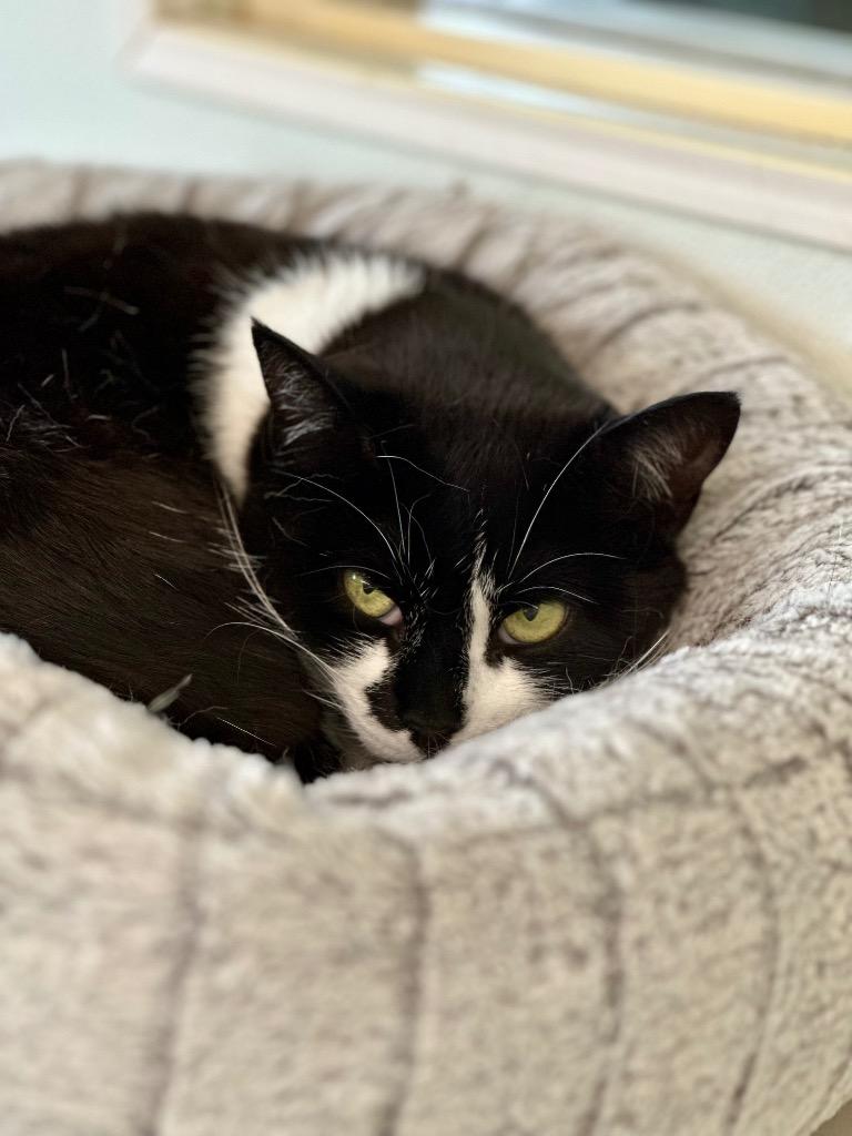 Enlarge Regina, a Adoptable mixed breed in Cumberland, ME image 4/5