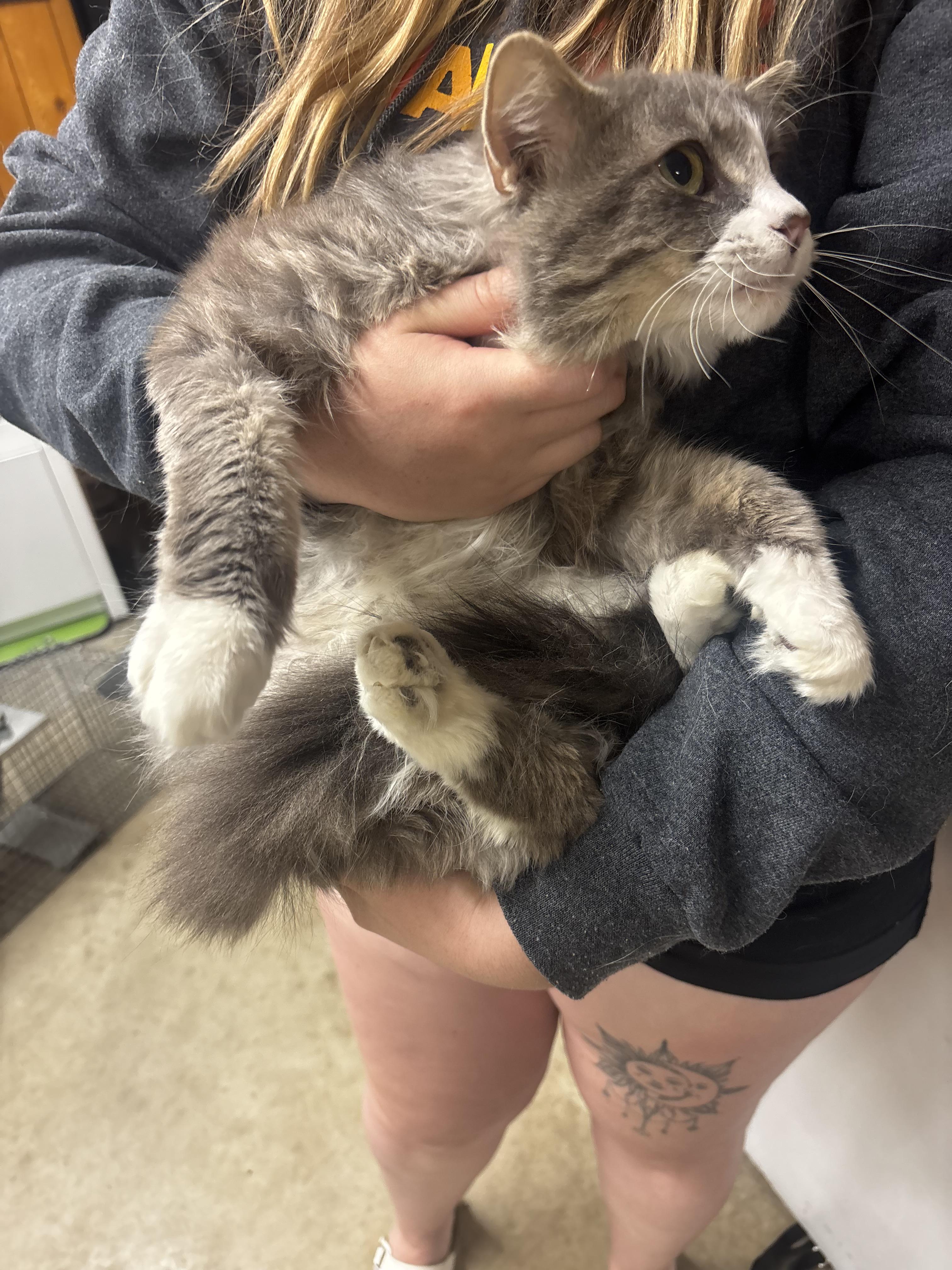 Enlarge Pancake, a ADOPTABLE Domestic Long Hair in Fort Madison, IA image 3/4