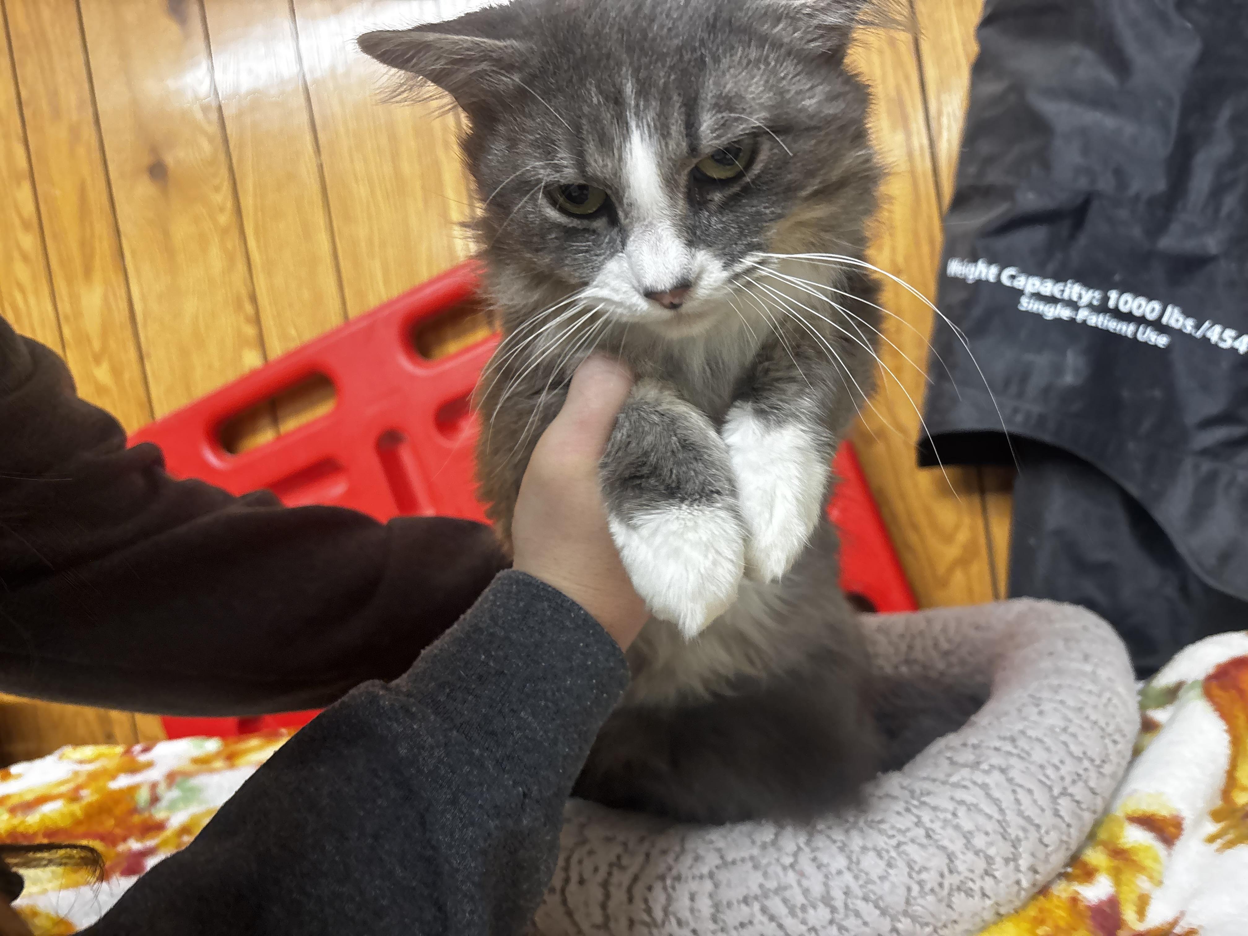 Enlarge Pancake, a ADOPTABLE Domestic Long Hair in Fort Madison, IA image 4/4