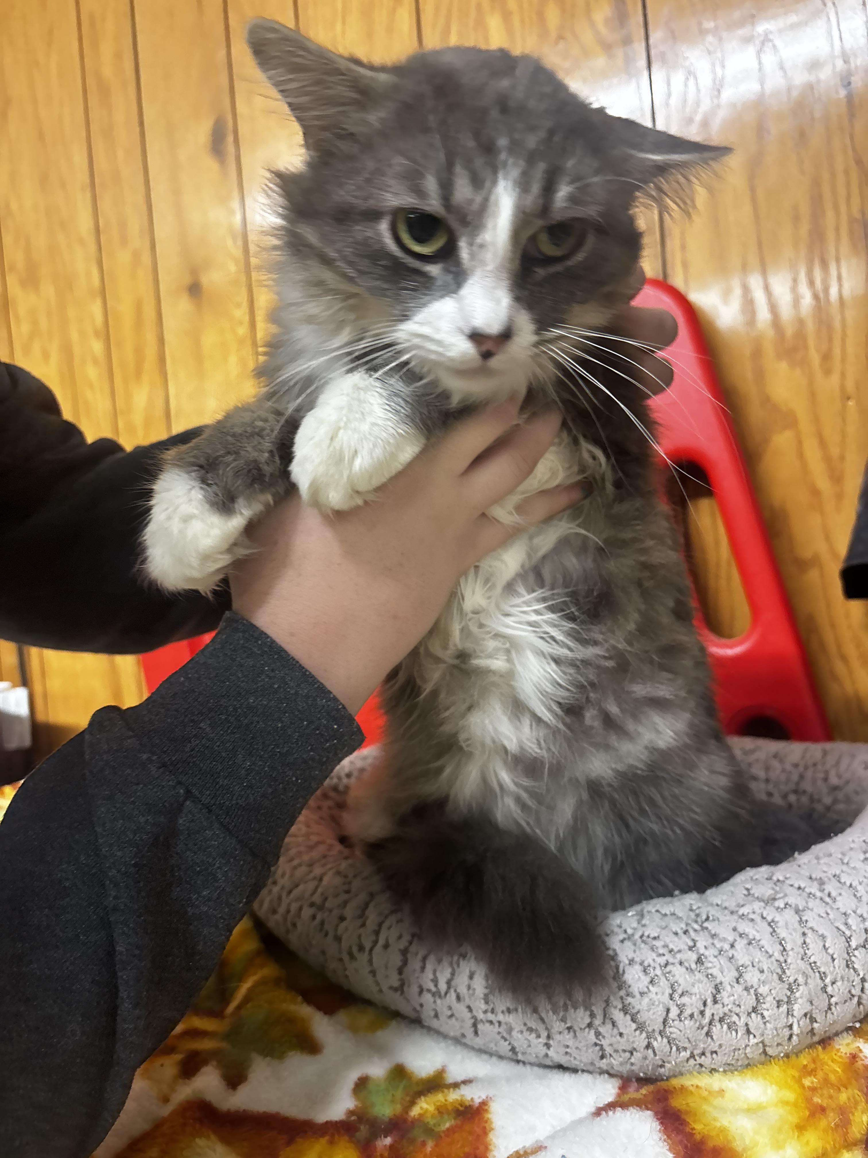 Pancake, ADOPTABLE, Adult Male Domestic Long Hair.