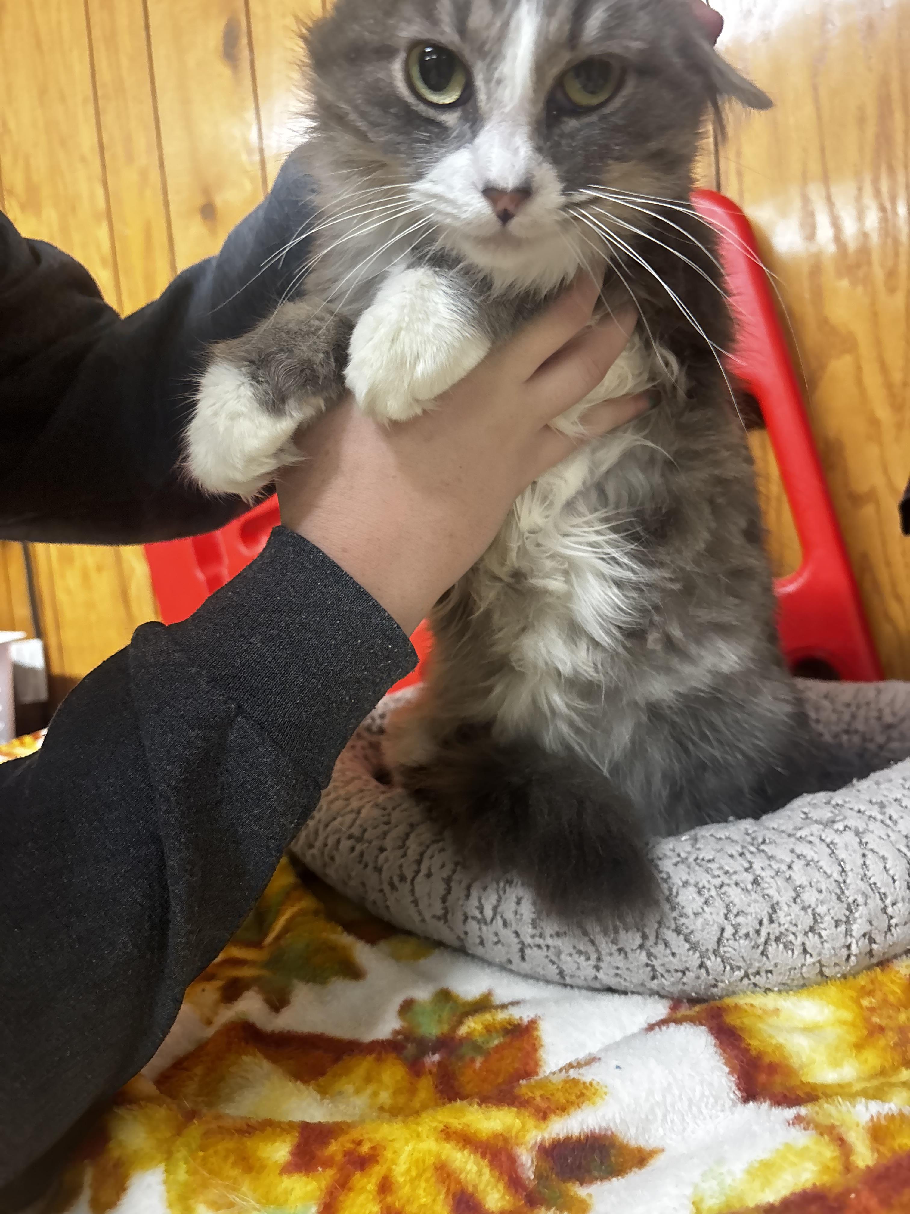 Enlarge Pancake, a ADOPTABLE Domestic Long Hair in Fort Madison, IA image 2/4