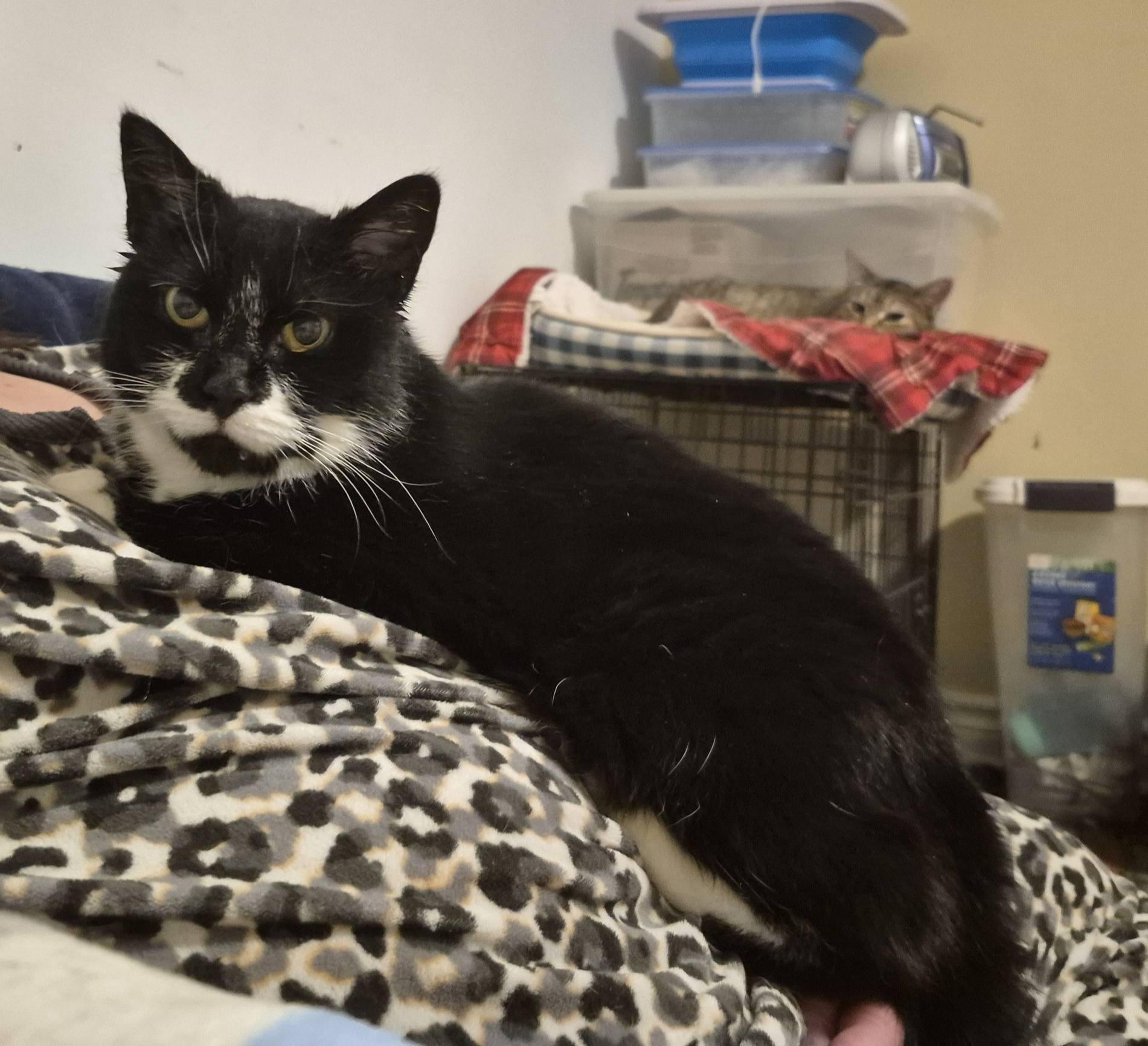 Muggins, a ADOPTABLE Domestic Short Hair in Kemptville, ON image 2/6