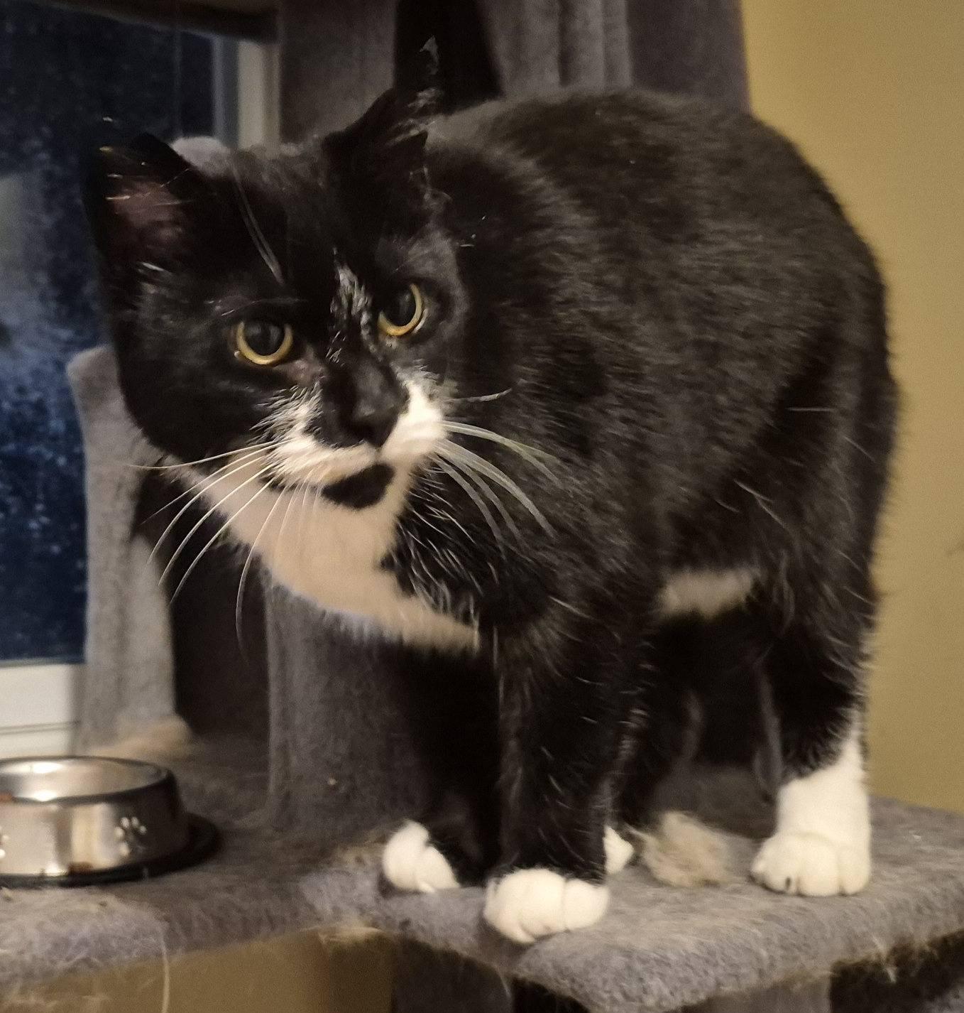 Muggins, a ADOPTABLE Domestic Short Hair in Kemptville, ON image 1/6