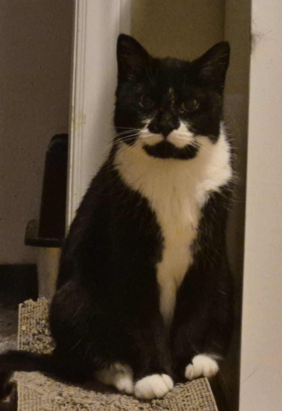 Muggins, a ADOPTABLE Domestic Short Hair in Kemptville, ON image 4/6