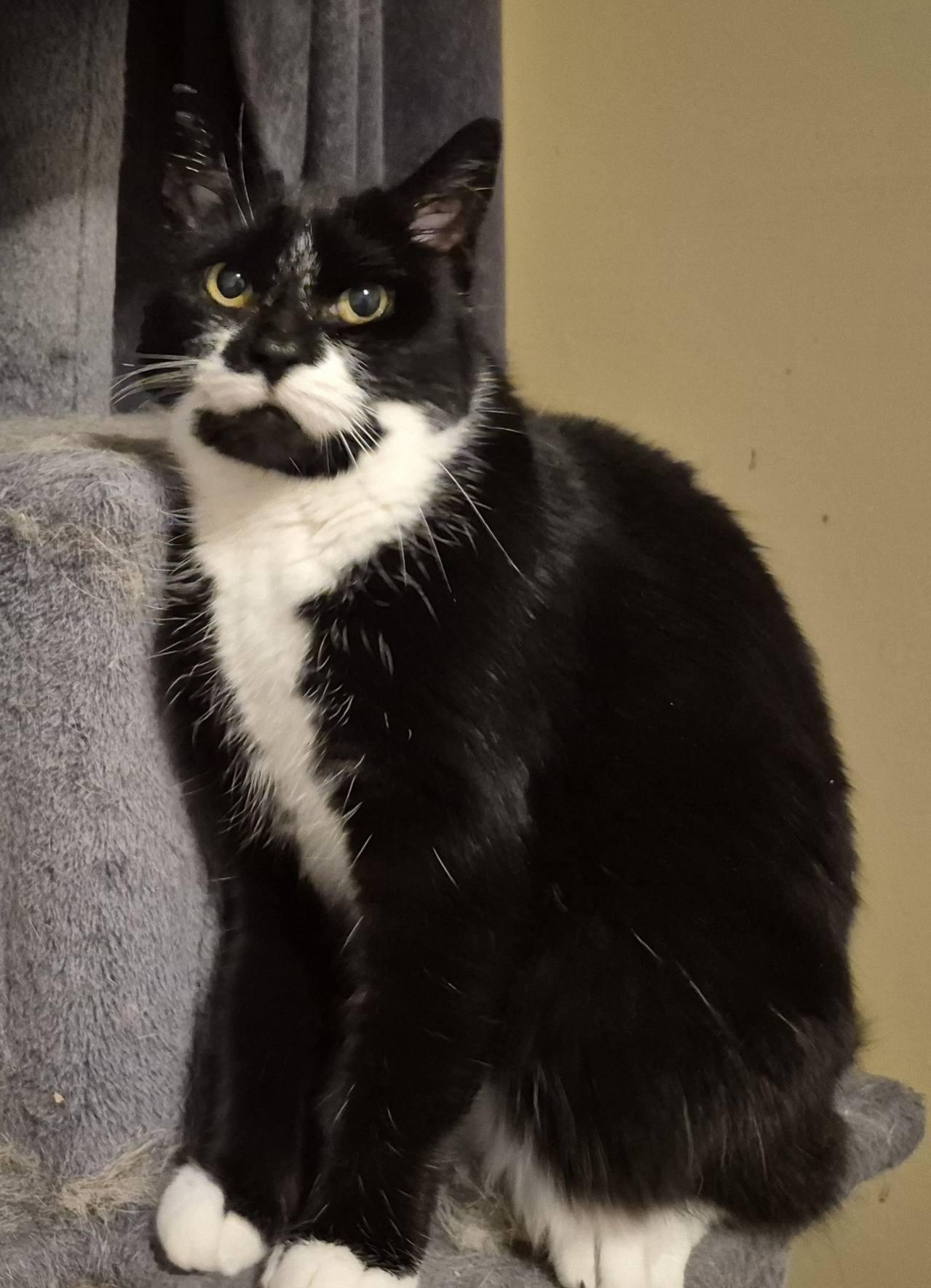 Muggins, a ADOPTABLE Domestic Short Hair in Kemptville, ON image 3/6