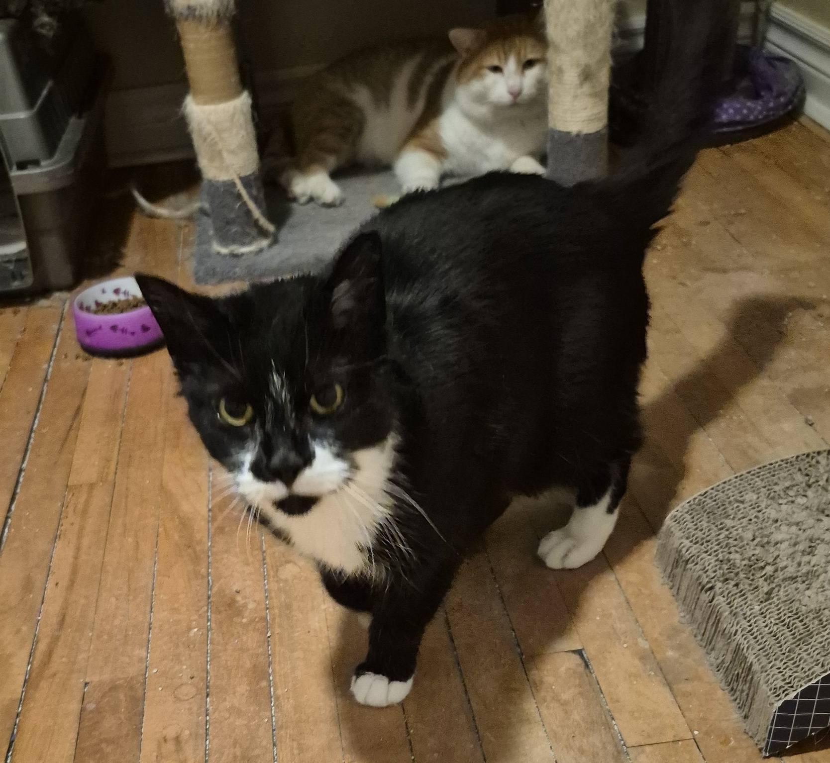 Muggins, a ADOPTABLE Domestic Short Hair in Kemptville, ON image 5/6