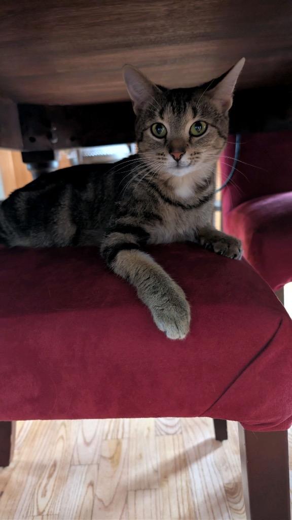 Scarlet, Adoptable, Young Female Domestic Short Hair.