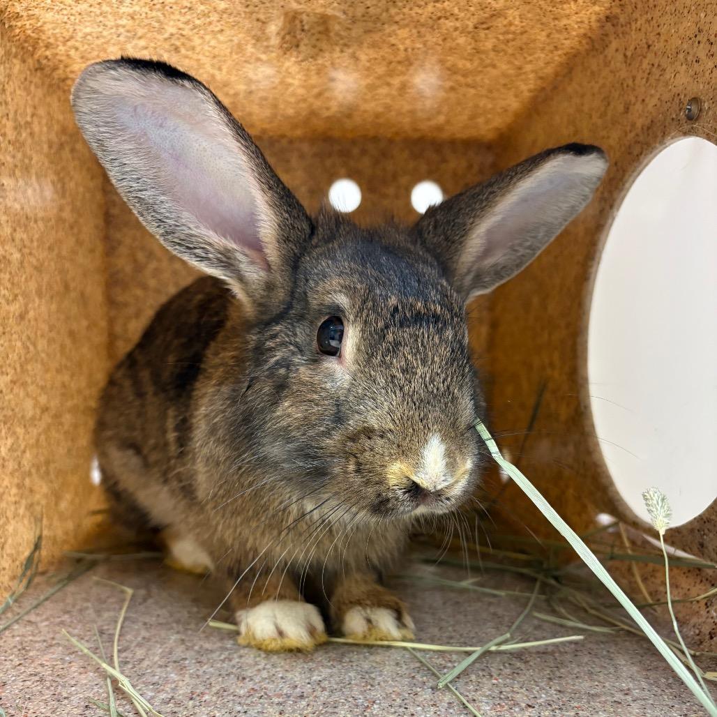 Enlarge Pellets, a Adoptable Rex in Reno, NV image 1/1