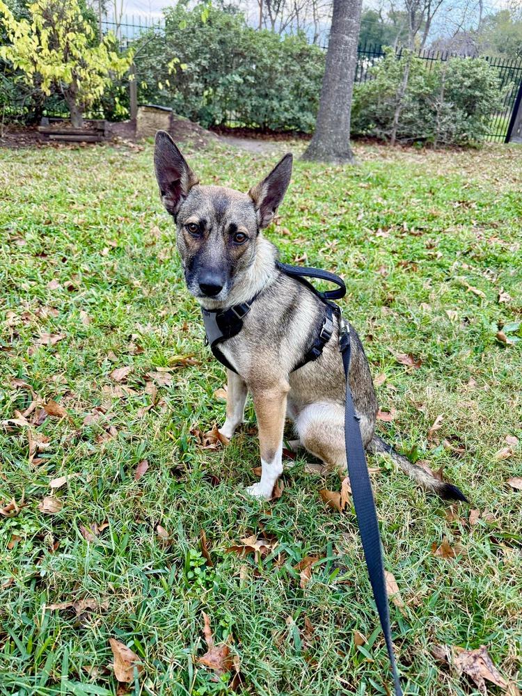 Envy, Adoptable, Puppy Female German Shepherd Dog.