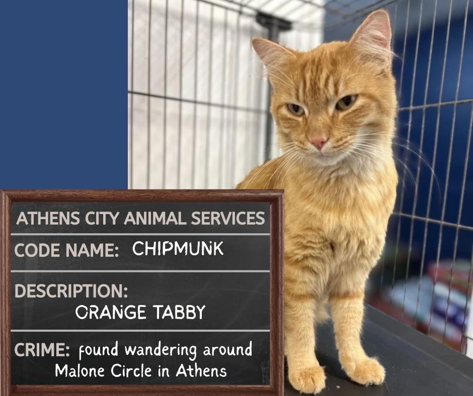 CHIPMUNK, Adoptable, Young Male Domestic Medium Hair.