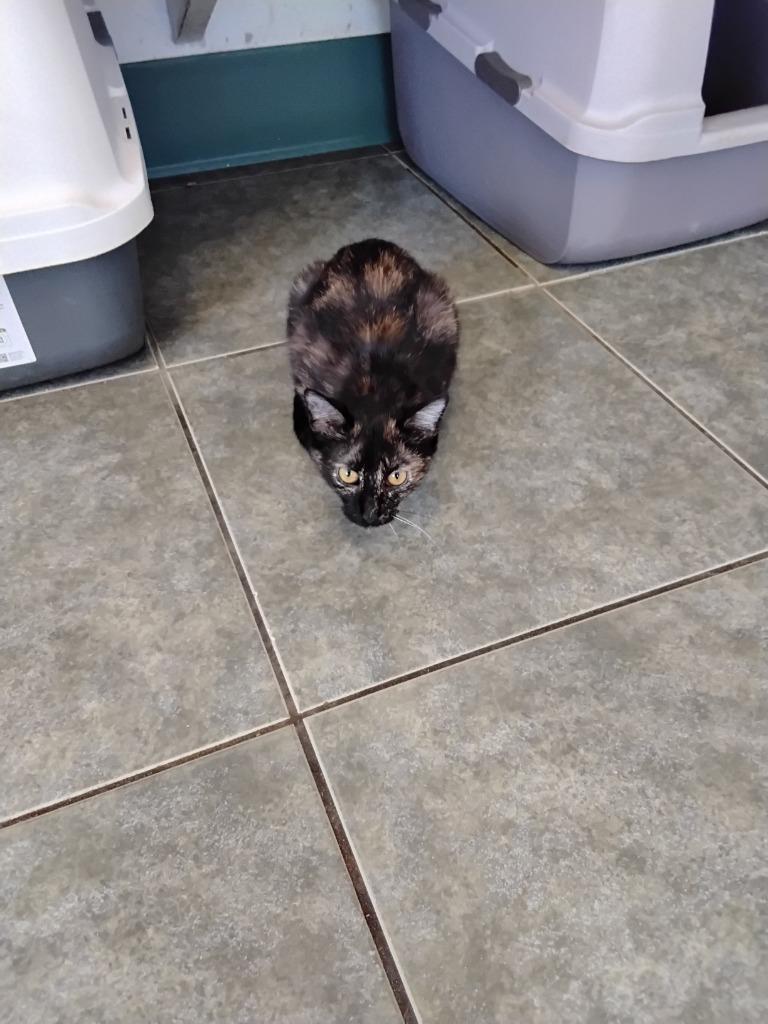 Blue, Adoptable, Young Female Domestic Short Hair.