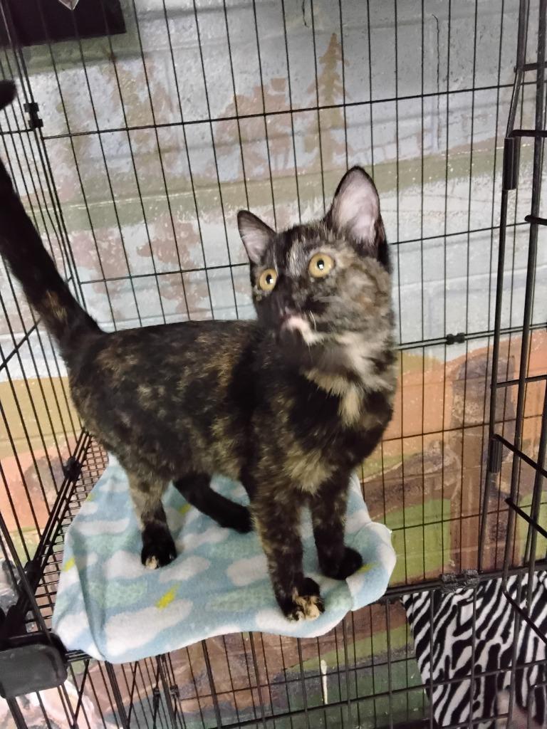 Blue, a Adoptable mixed breed in Ada, OK image 2/2