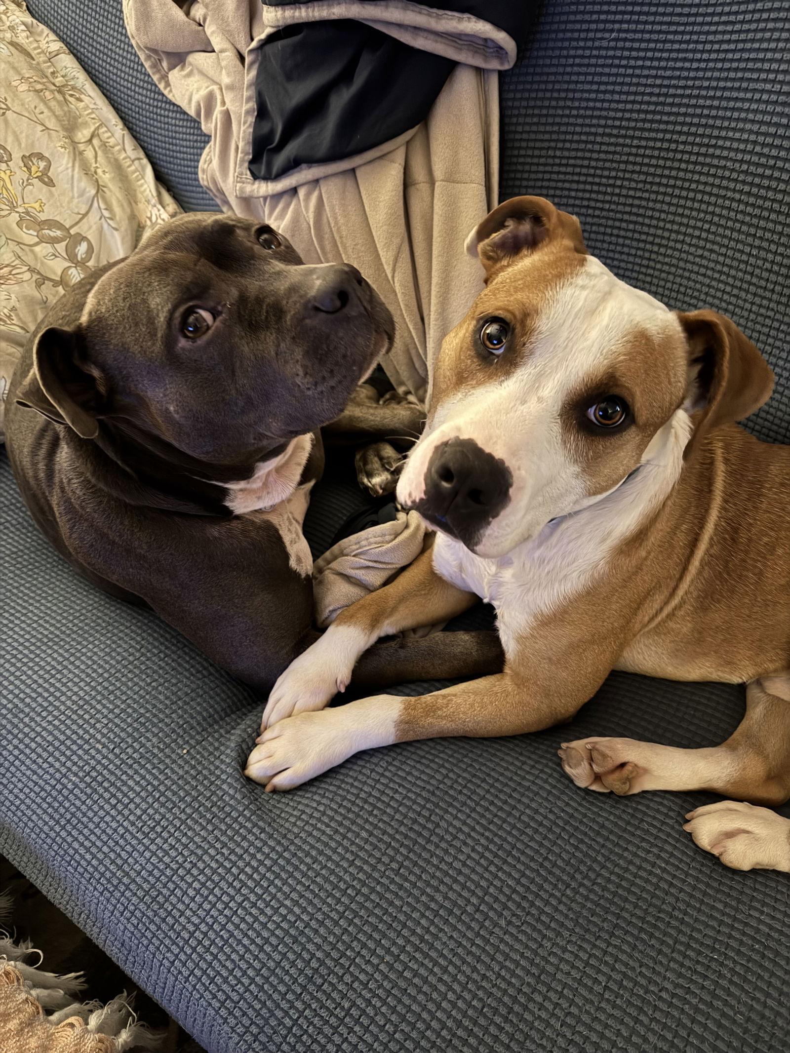 Enlarge Bowie, a Adopted Pit Bull Terrier in Richmond, VA image 2/3