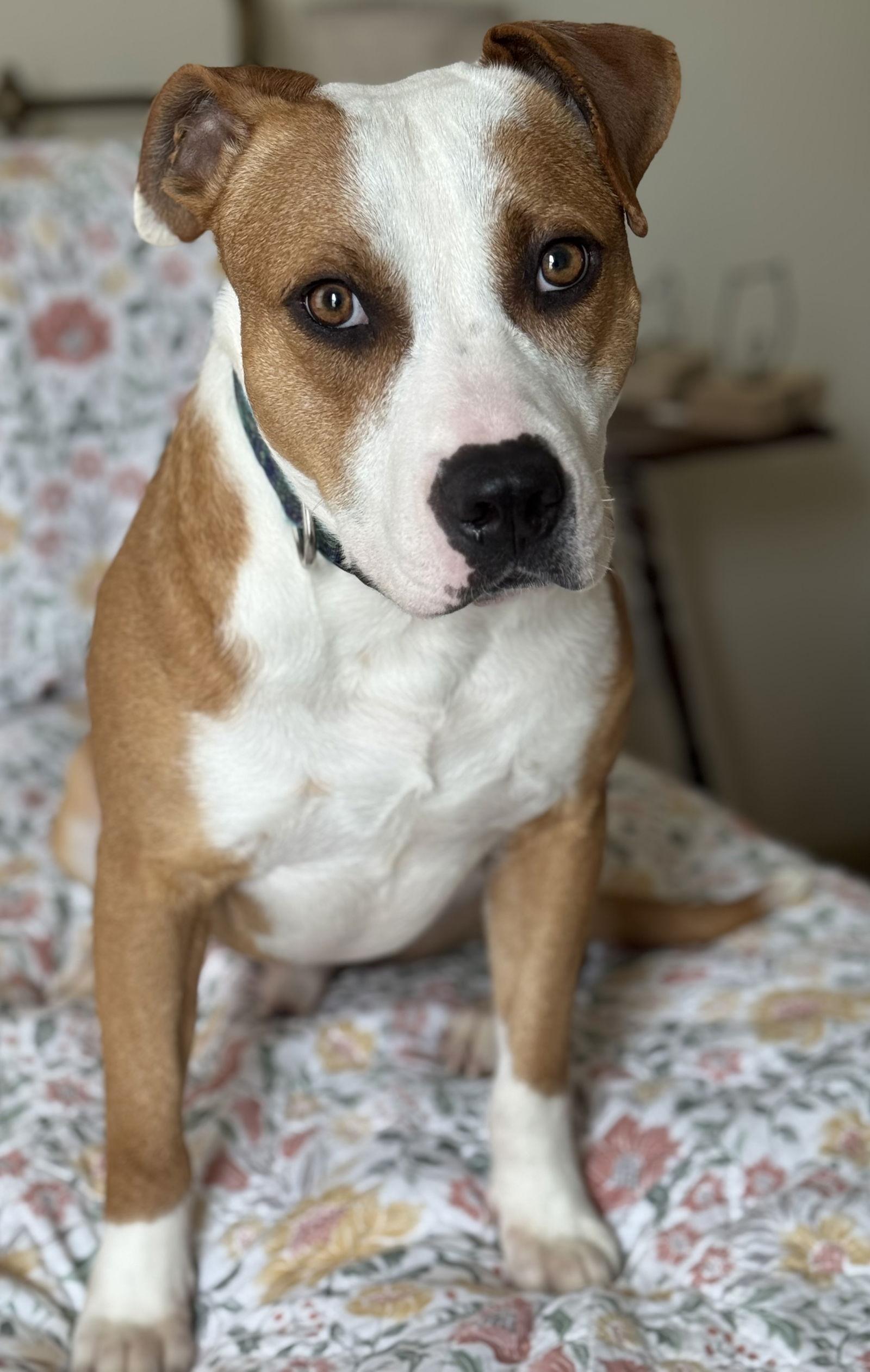 Enlarge Bowie, a Adopted Pit Bull Terrier in Richmond, VA image 3/3