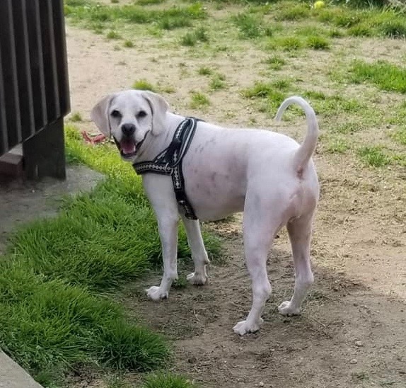 Clover (Buddy), a Adoptable mixed breed in Freeport, NY image 2/6