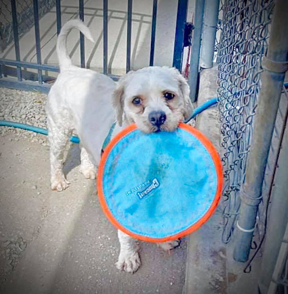 Clover (Buddy), a Adoptable mixed breed in Freeport, NY image 3/6