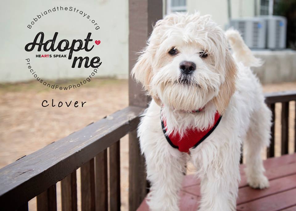 Clover (Buddy), a Adoptable mixed breed in Freeport, NY image 4/6