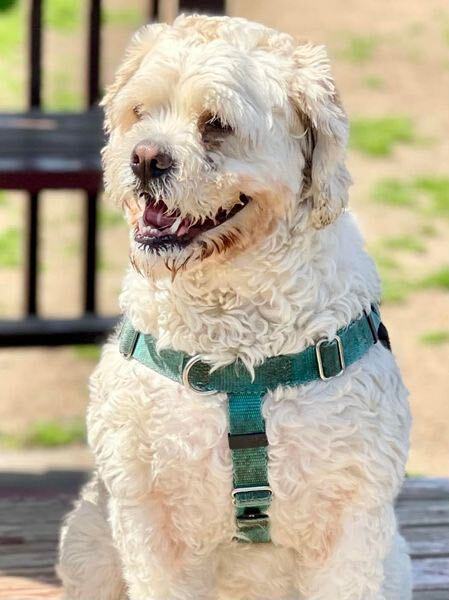 Clover (Buddy), a Adoptable mixed breed in Freeport, NY image 5/6