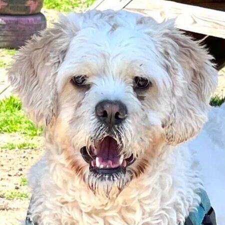 Clover (Buddy), a Adoptable mixed breed in Freeport, NY image 6/6