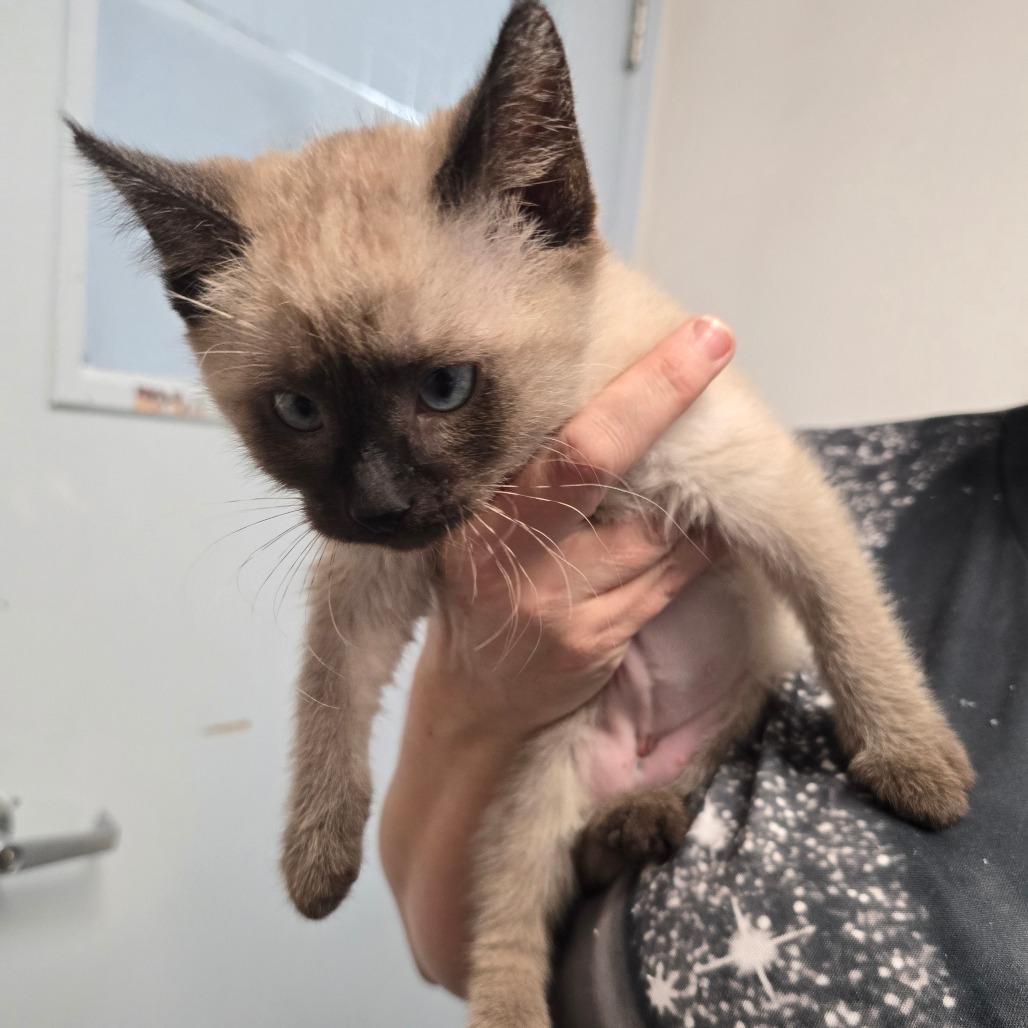 Kriss, Adoptable, Kitten Female Siamese.