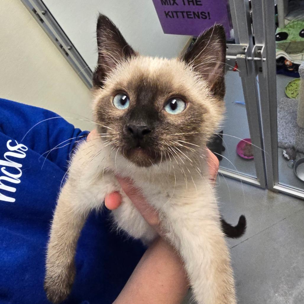 Enlarge Kriss, a Adoptable Siamese in Fort Bragg, CA image 3/4