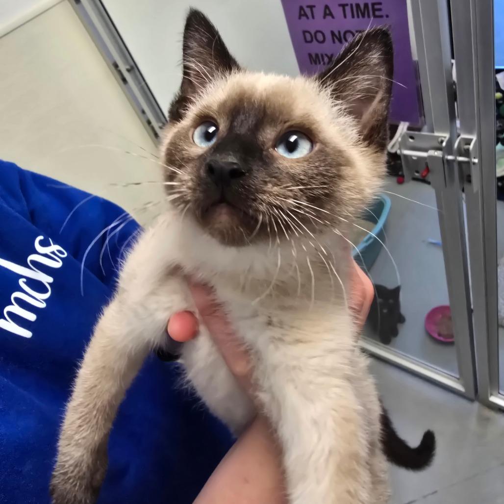 Enlarge Kriss, a Adoptable Siamese in Fort Bragg, CA image 4/4