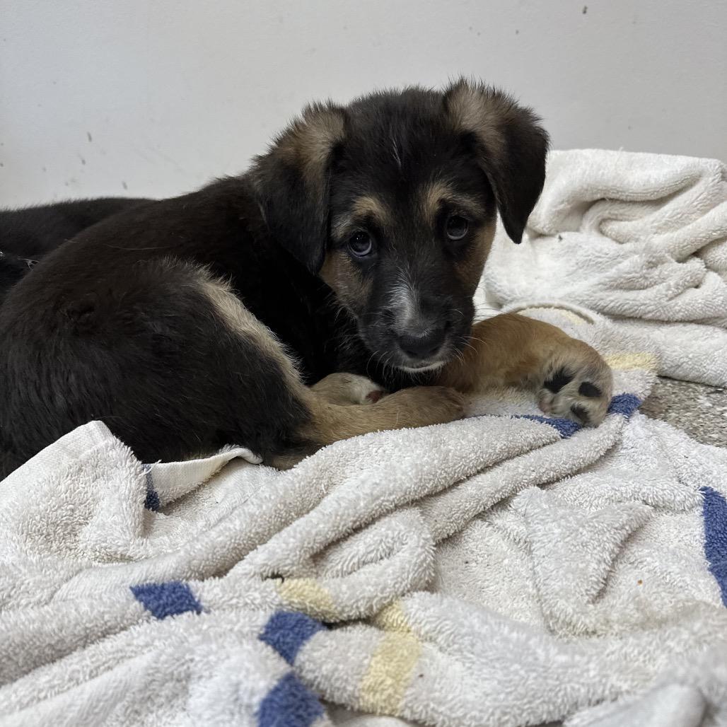 Iago, a Adoptable mixed breed in Detroit Lakes, MN image 1/6