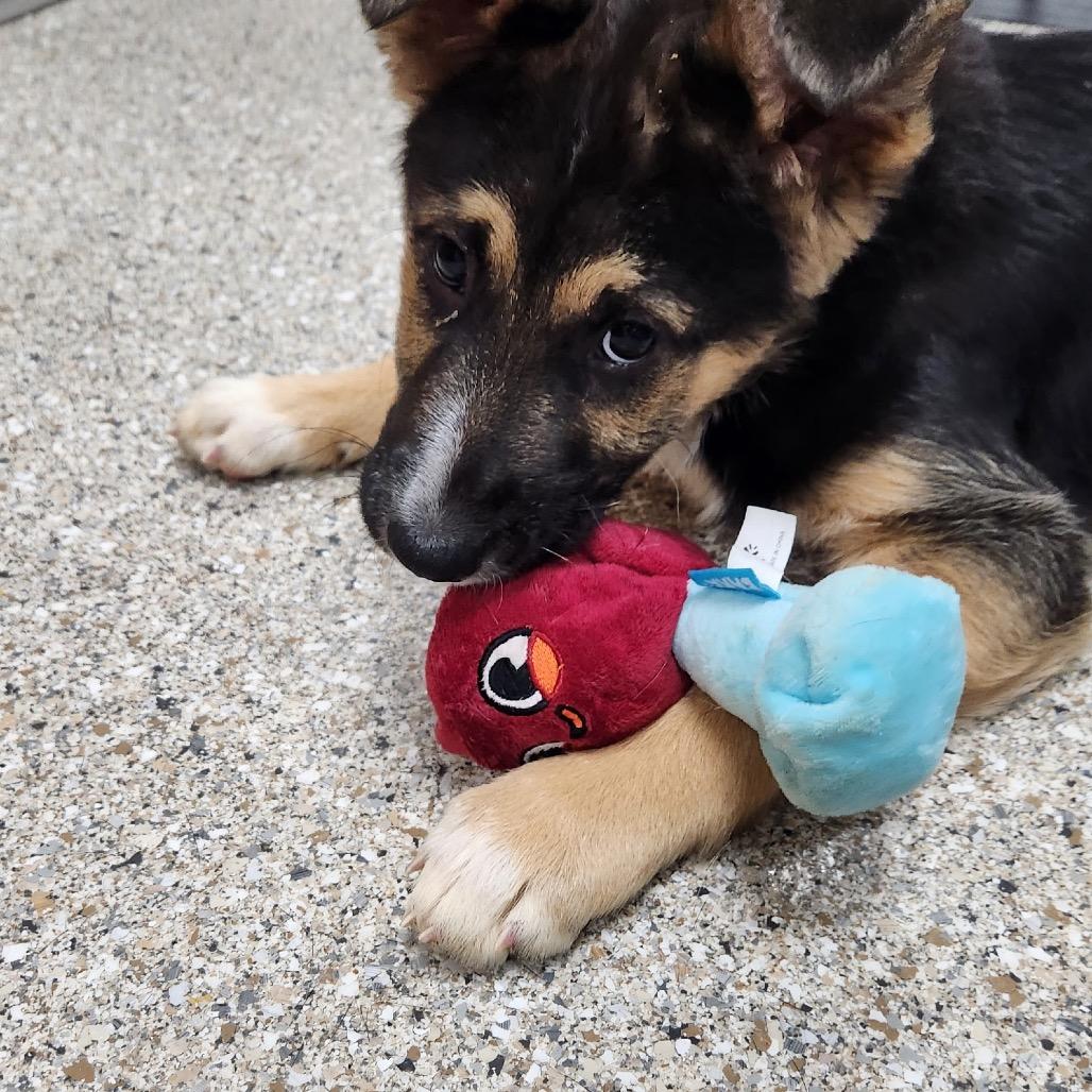 Iago, a Adoptable mixed breed in Detroit Lakes, MN image 2/6
