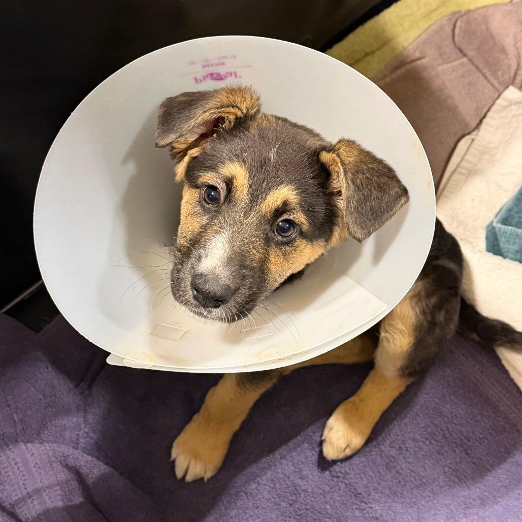 Iago, a Adoptable mixed breed in Detroit Lakes, MN image 3/6