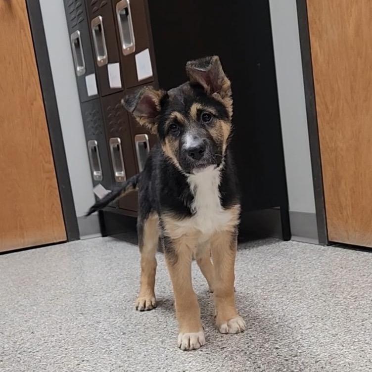 Iago, a Adoptable mixed breed in Detroit Lakes, MN image 4/6