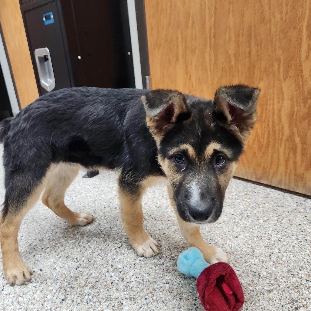 Iago, a Adoptable mixed breed in Detroit Lakes, MN image 5/6