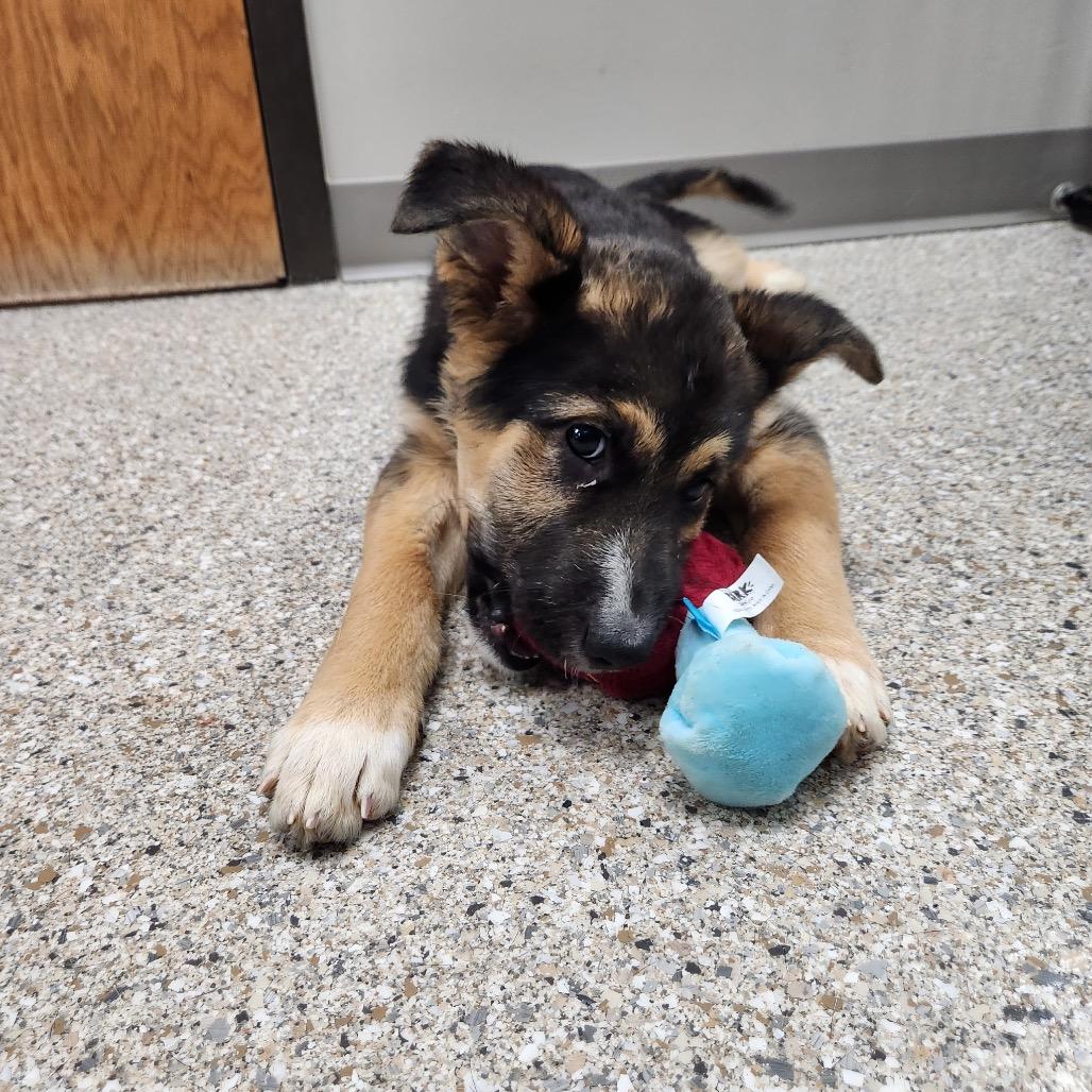 Iago, a Adoptable mixed breed in Detroit Lakes, MN image 6/6