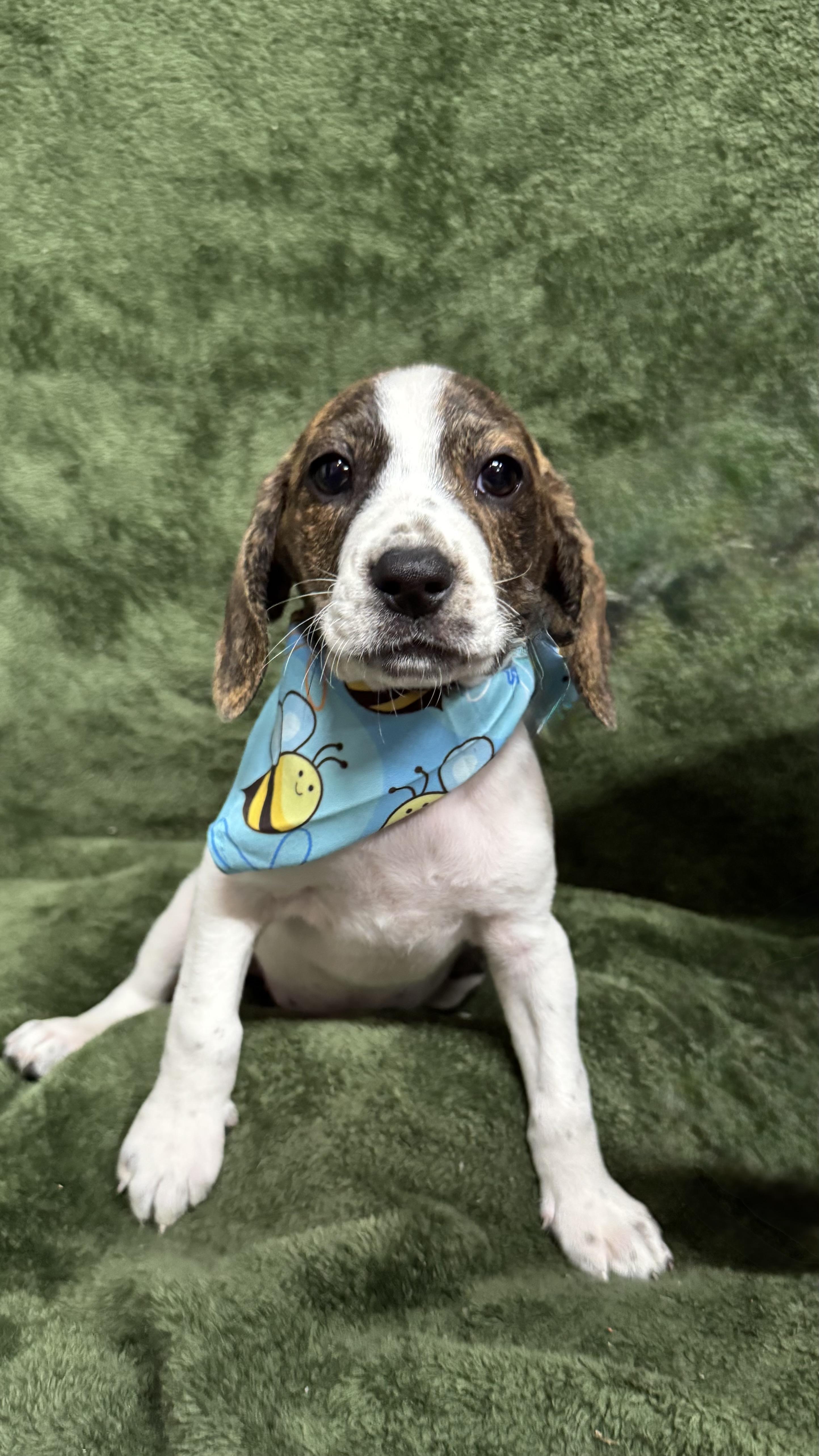 Berry, an adopted Beagle in Knoxville, TN image 2/3
