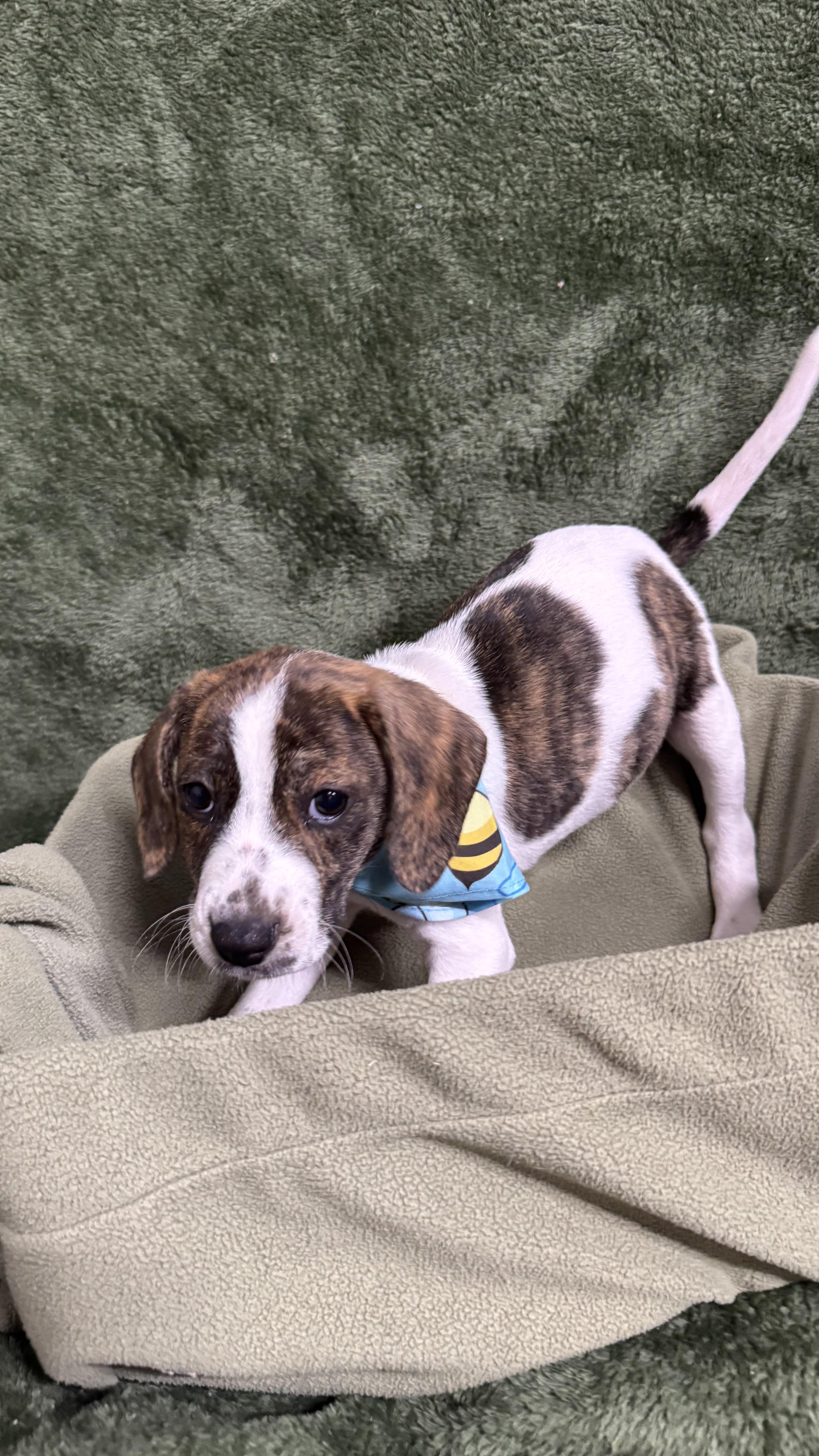 Berry, an adopted Beagle in Knoxville, TN image 1/3