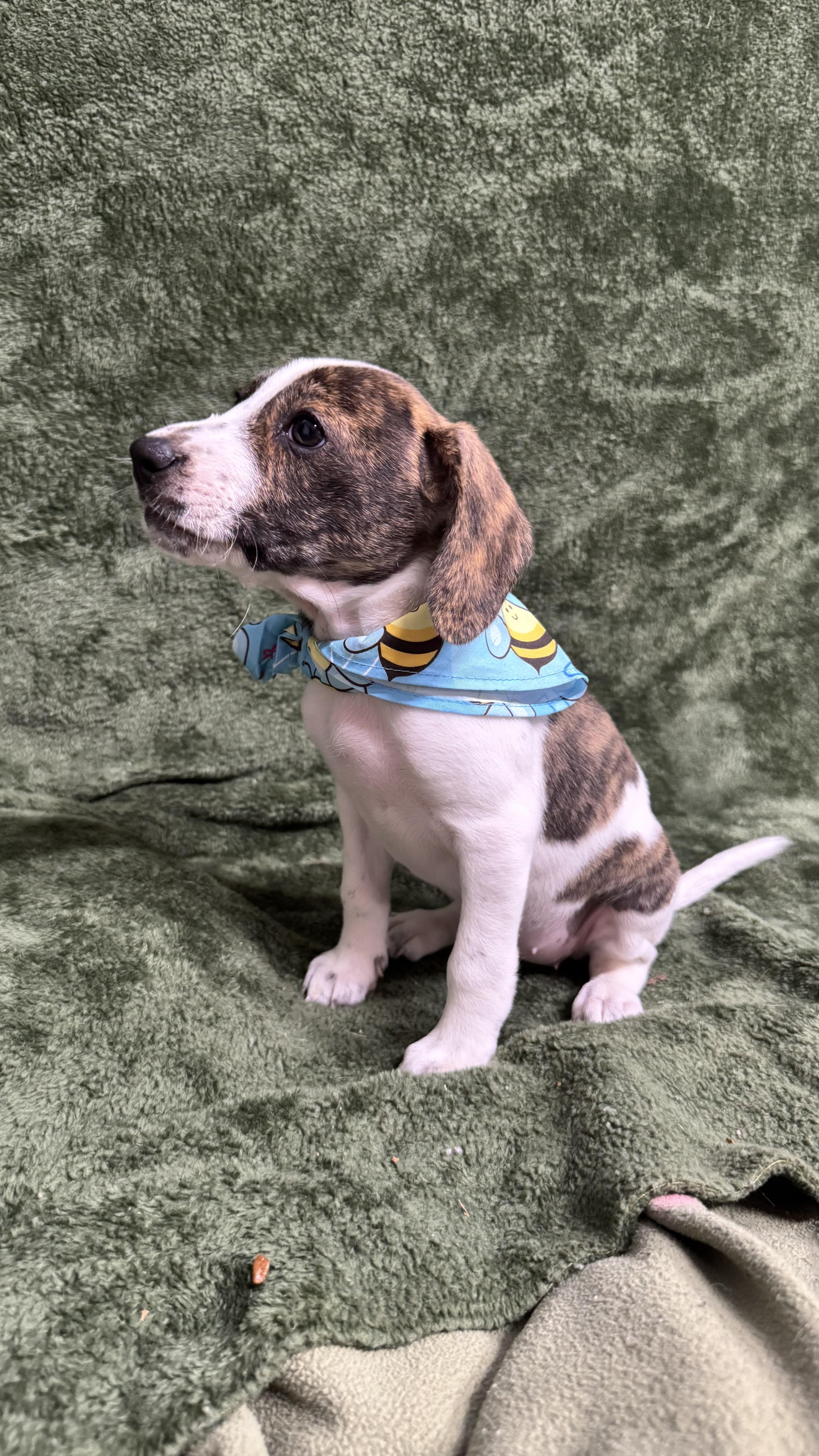 Berry, an adopted Beagle in Knoxville, TN image 3/3