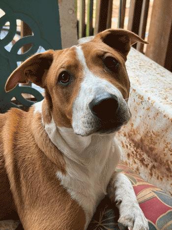 Sherman, a Adoptable mixed breed in West Decatur, PA image 2/6