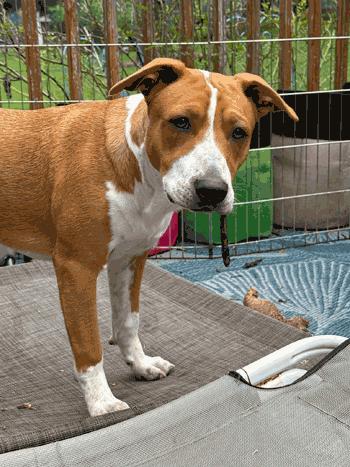 Sherman, a Adoptable mixed breed in West Decatur, PA image 1/6