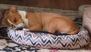 Sherman, a Adoptable mixed breed in West Decatur, PA image 5/6
